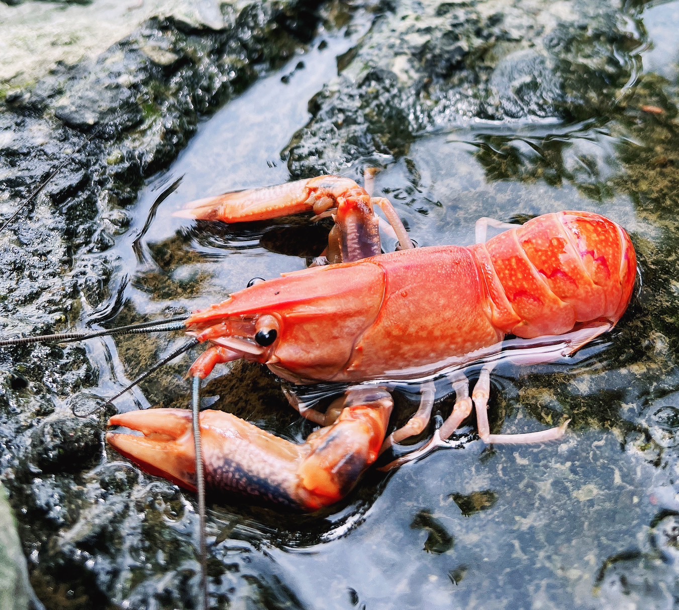 水產品